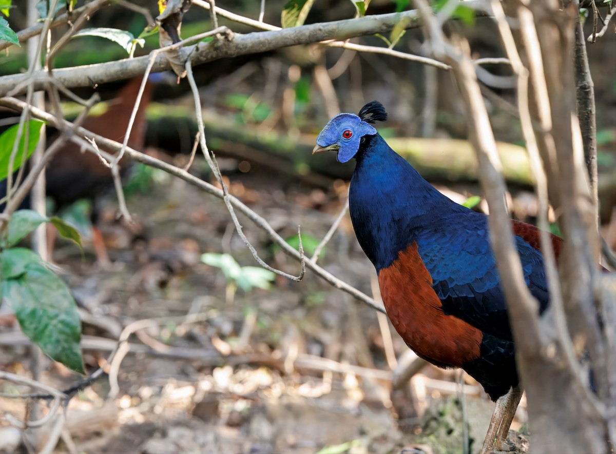 Bornean Crested Fireback - ML644674376