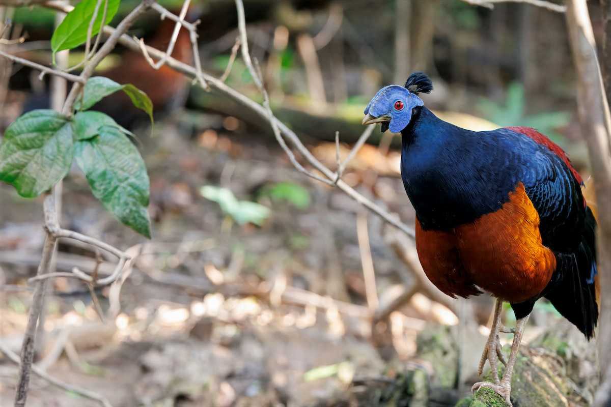 Bornean Crested Fireback - ML644674382