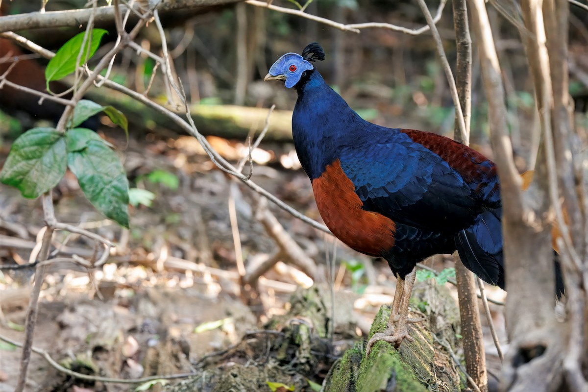 Bornean Crested Fireback - ML644674383