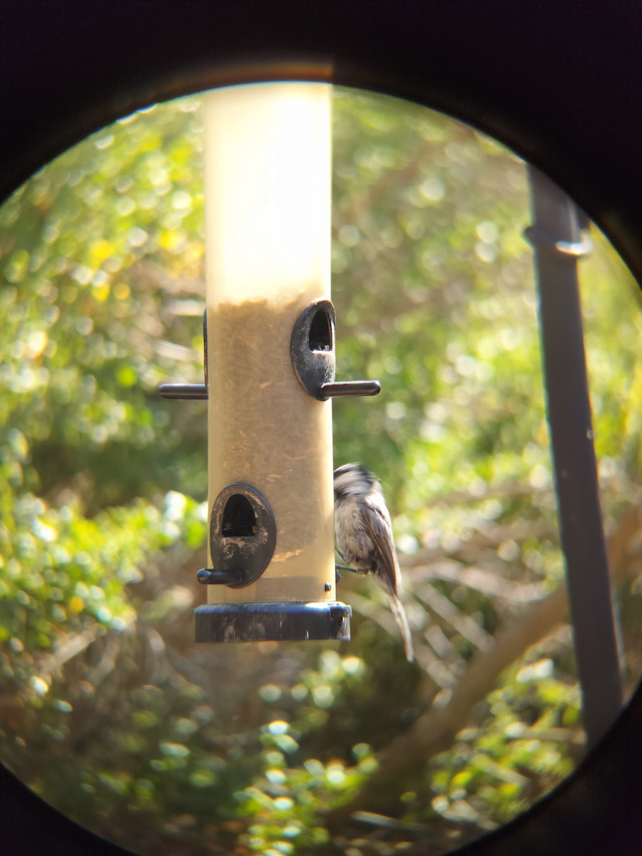 Mountain Chickadee - ML644674385