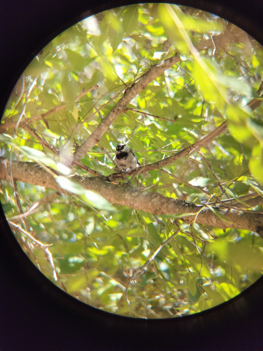 Mountain Chickadee - ML644674386