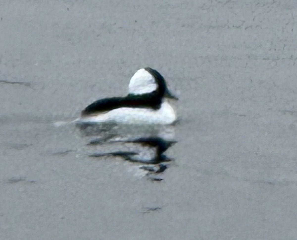 Гоголь-головастик - ML644674395