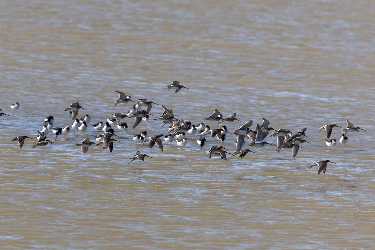 Bécassin à long bec - ML644674397