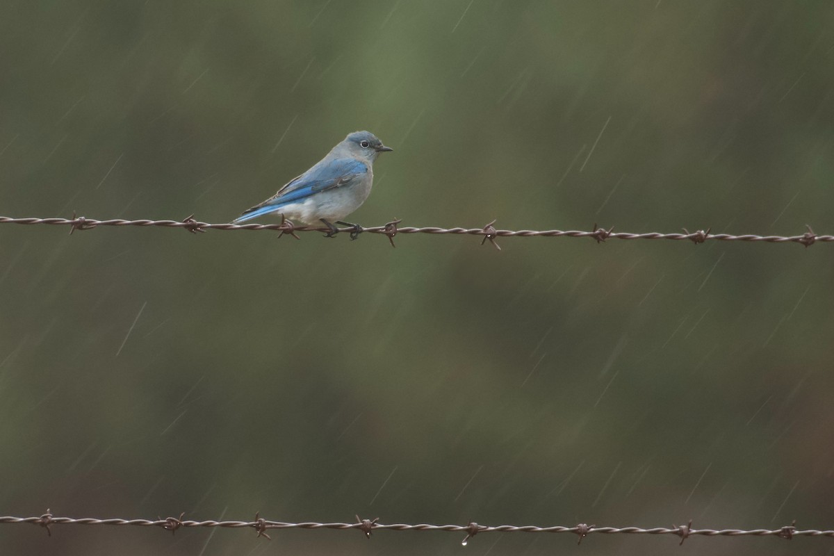 Mountain Bluebird - ML644674428