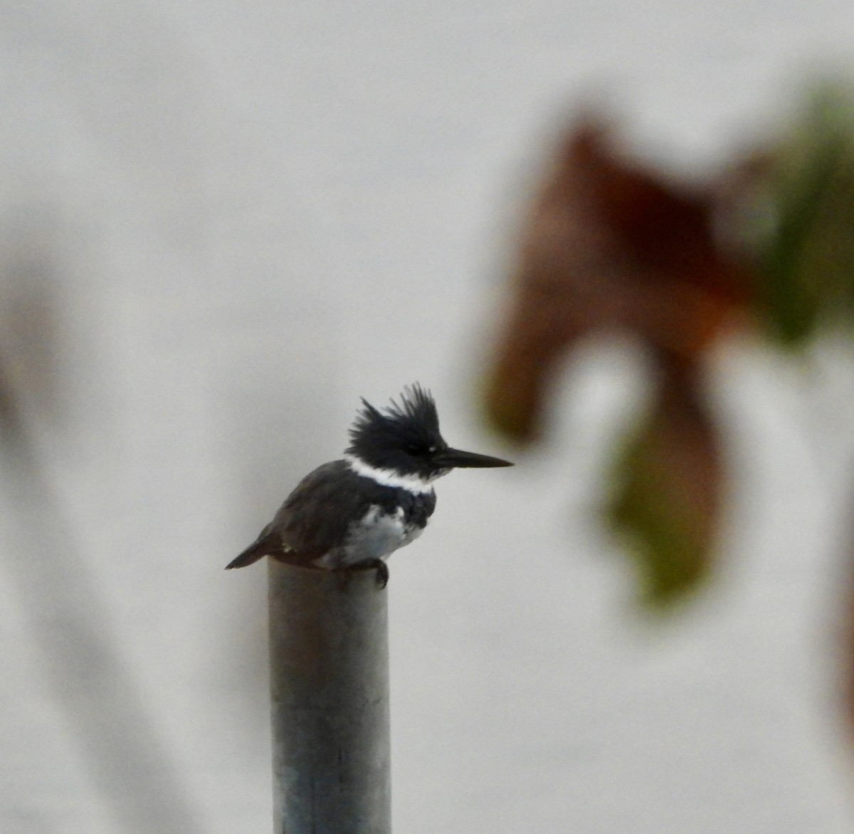 שלדג אמריקני - ML644674443