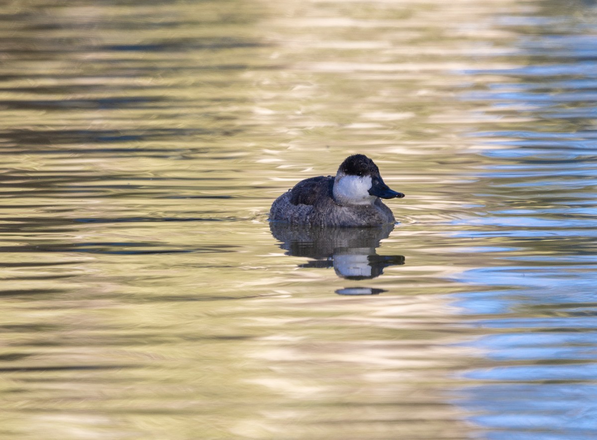 Савка американська - ML644674444