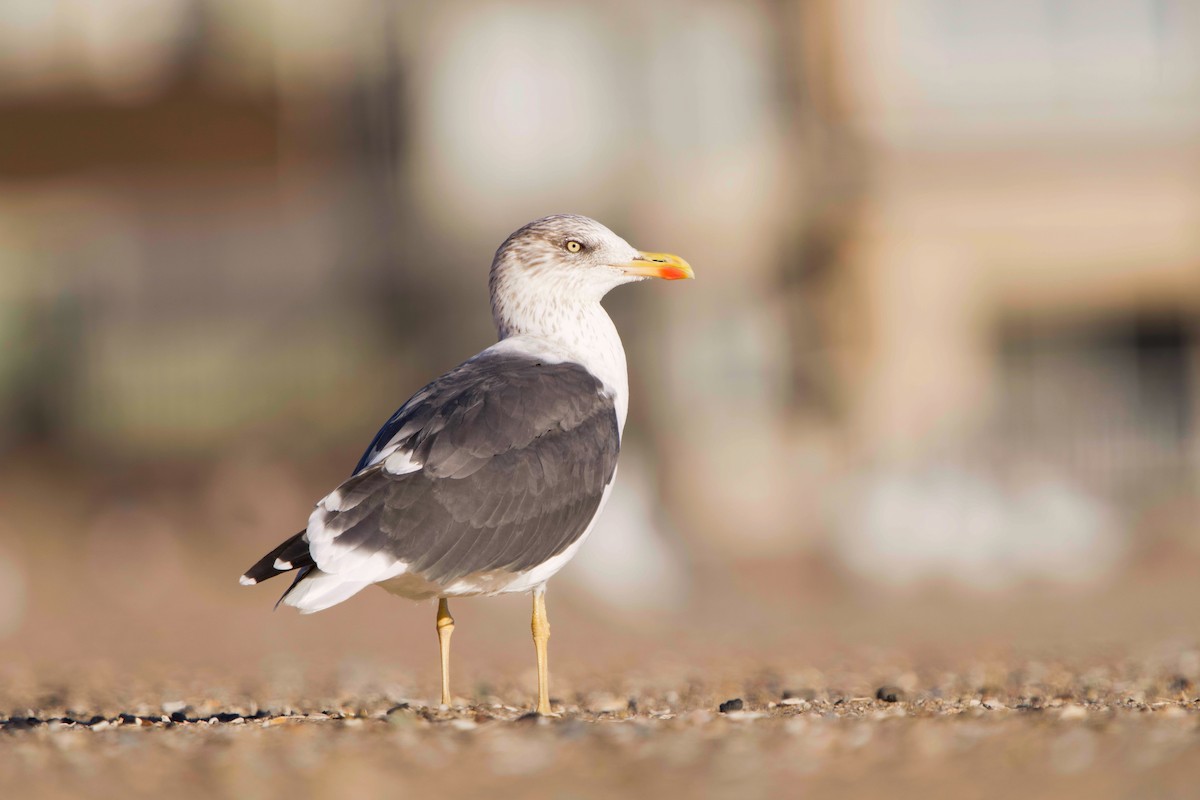 Gaviota Sombría - ML644674447