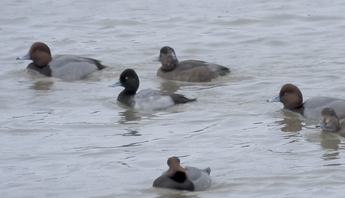 コスズガモ - ML644674448