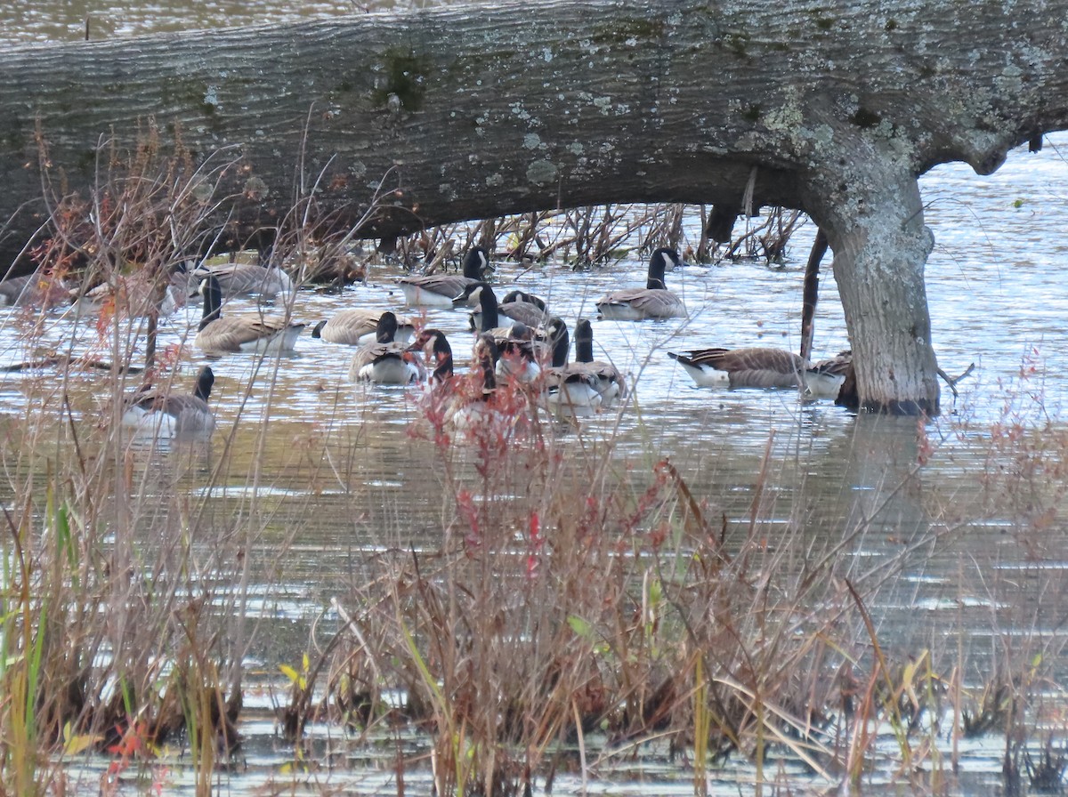 ברנטה קנדית - ML644674465