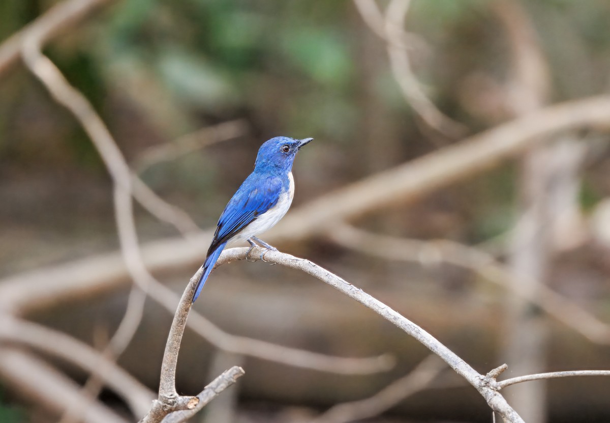 strdimil karmínovoprsý [skupina siparaja] - ML644674484