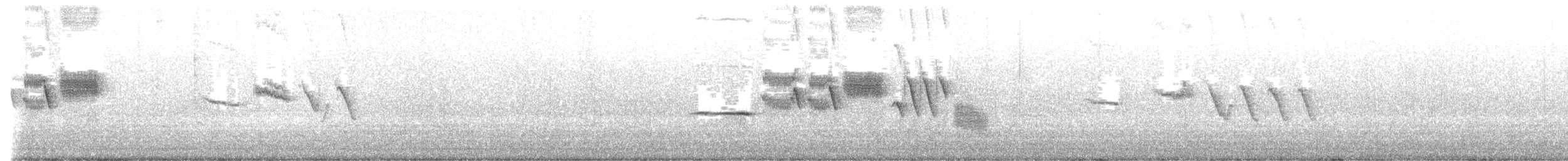 Chingolo Coroniblanco - ML644674533