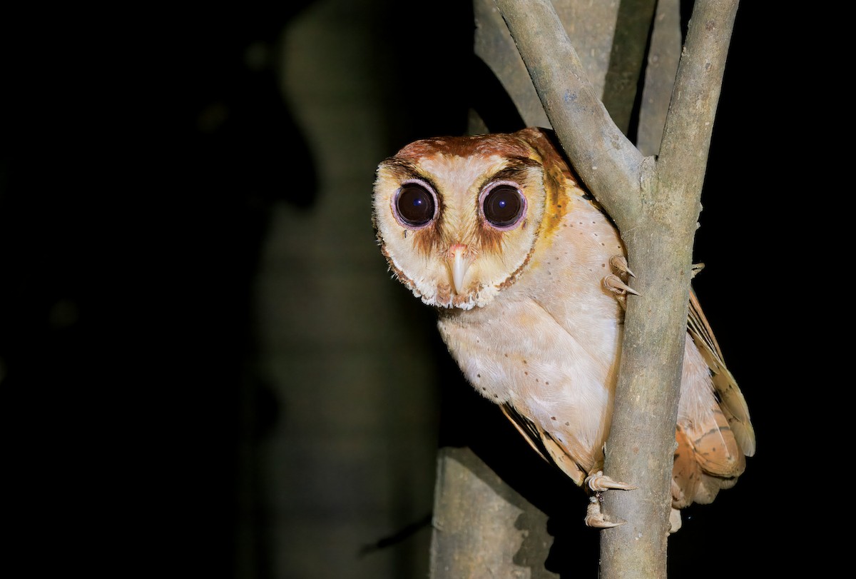 Сипуха тайська - ML644674556