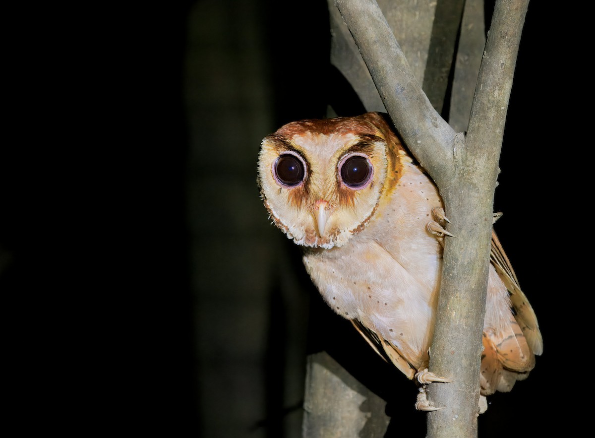 Сипуха тайська - ML644674557