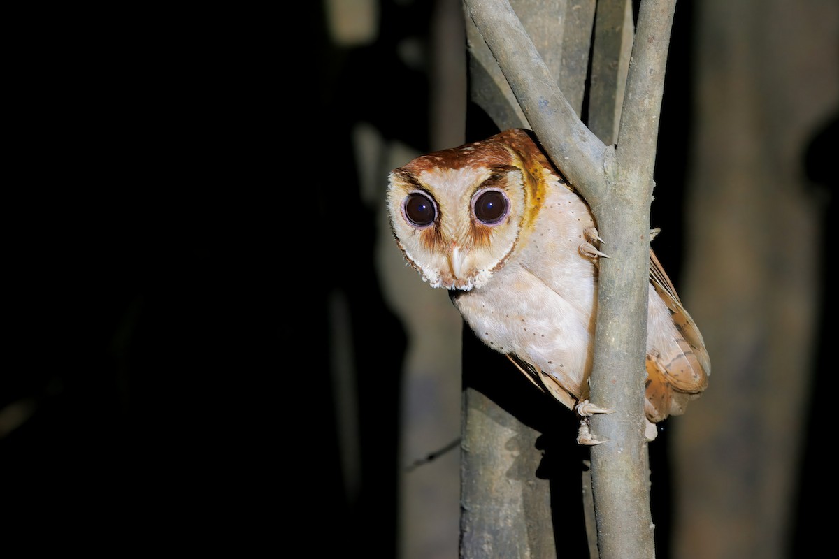 Сипуха тайська - ML644674558