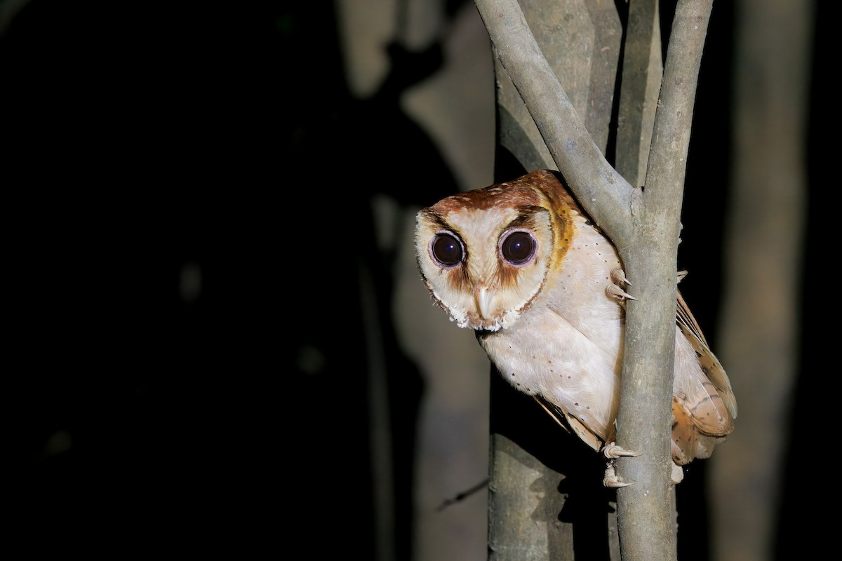 Сипуха тайська - ML644674559