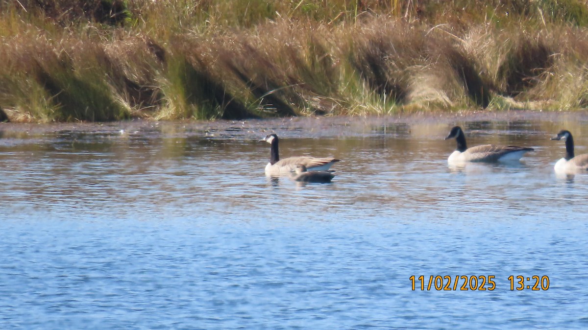 Серая утка - ML644674560