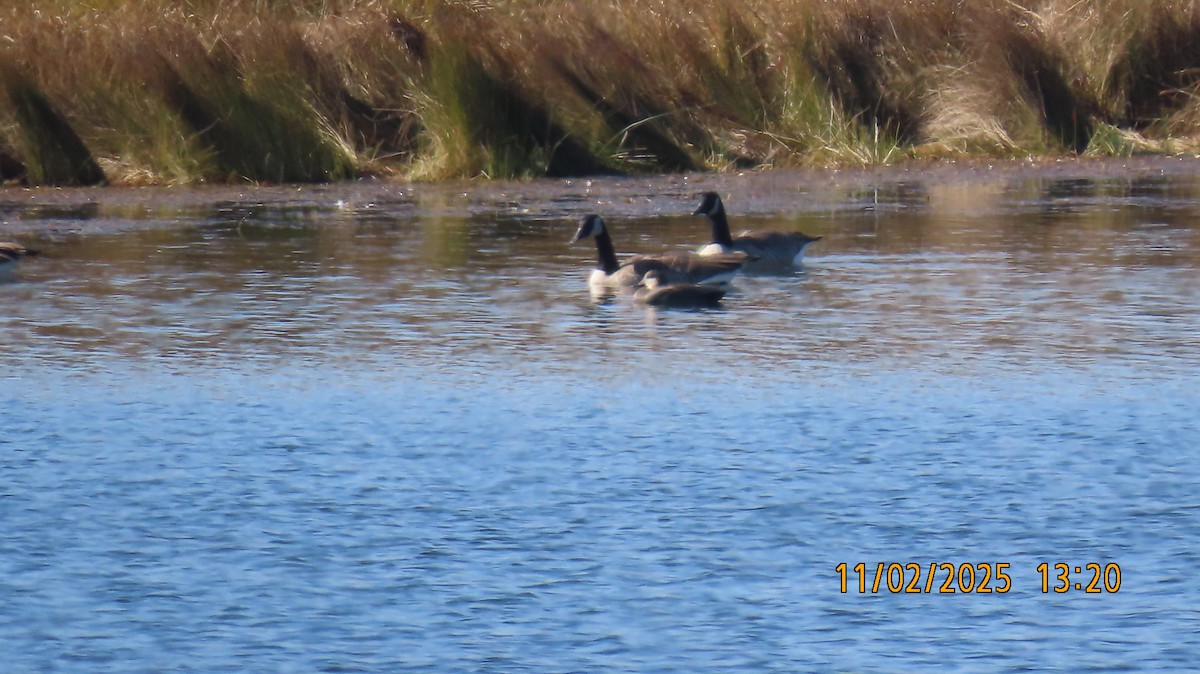 Серая утка - ML644674561