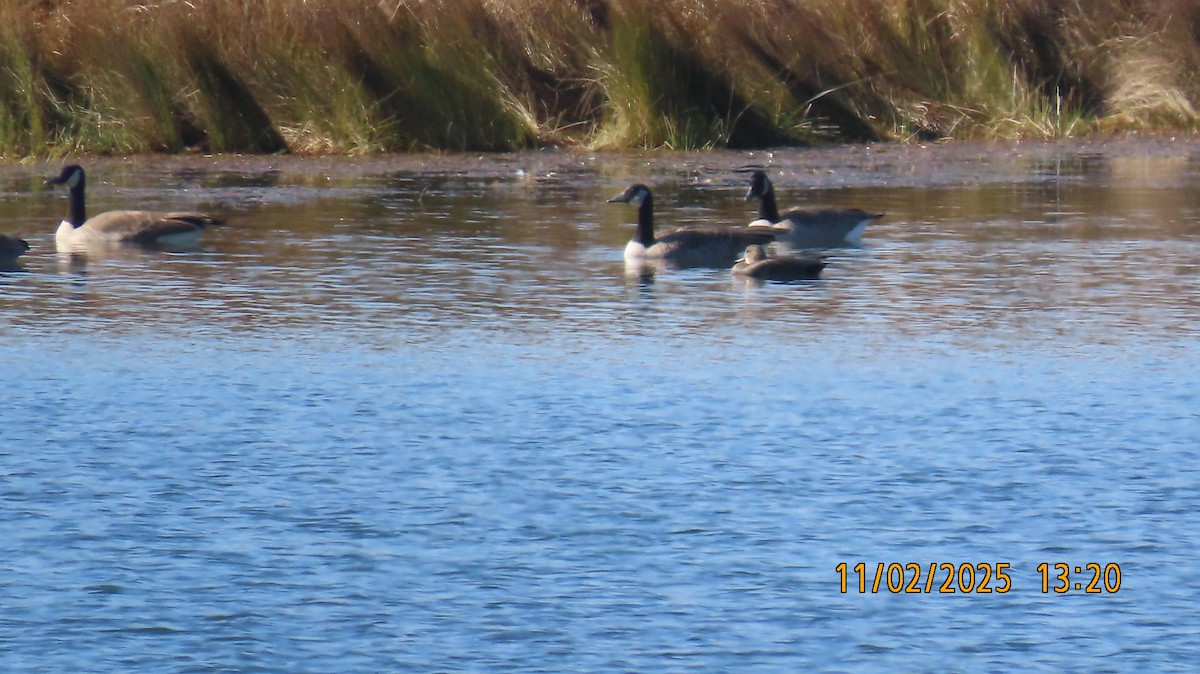 Серая утка - ML644674562