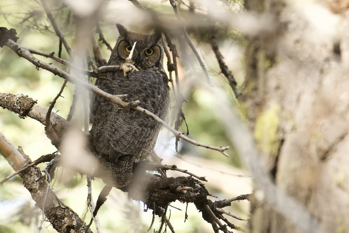 Great Horned Owl - ML644674563