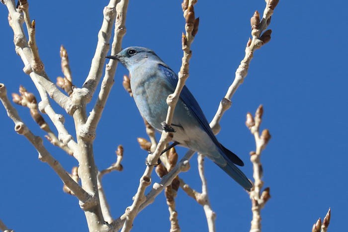 Mountain Bluebird - ML644674571