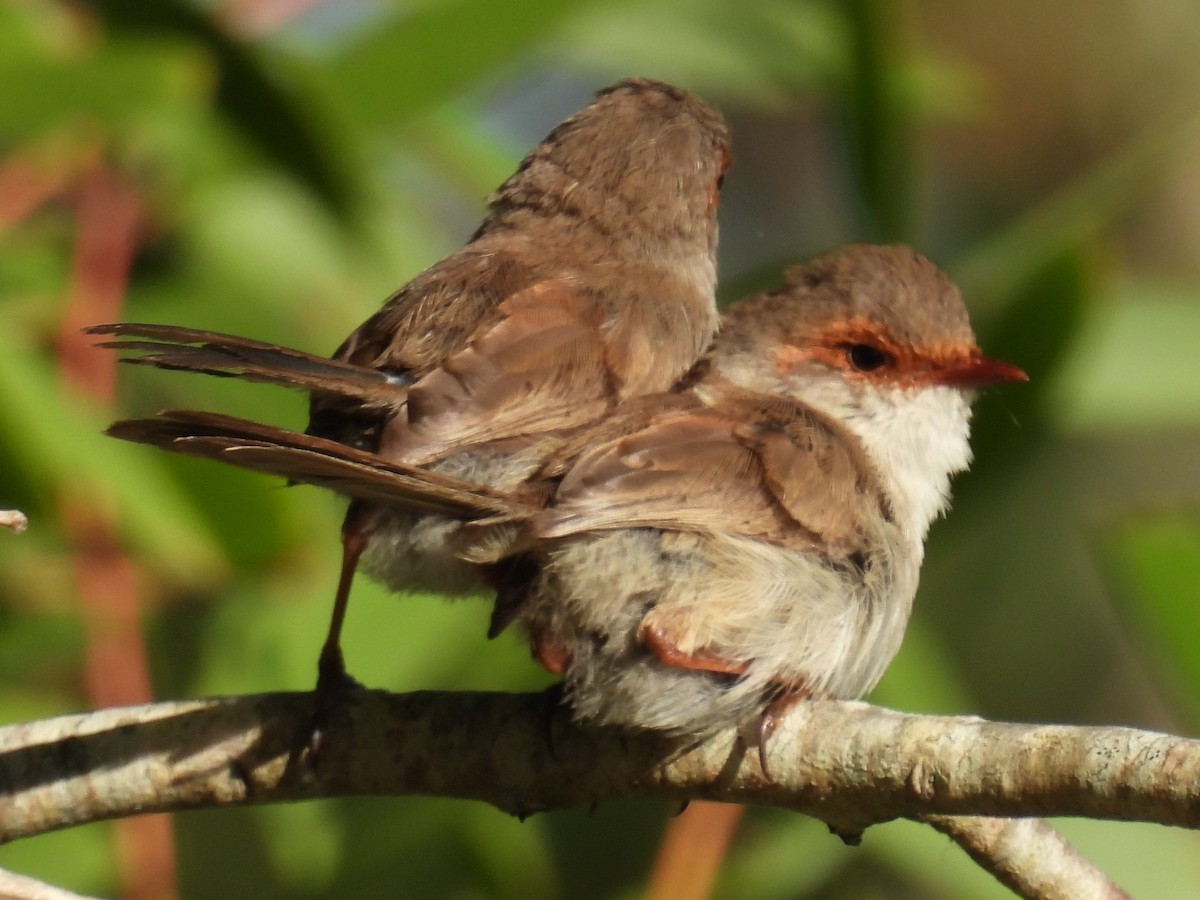 Superb Fairywren - ML644674583