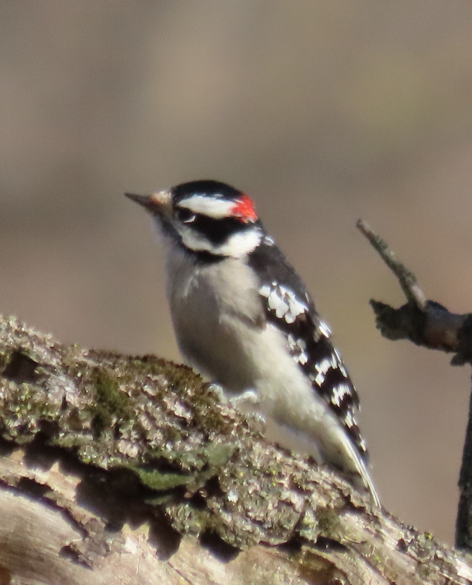 Downy Woodpecker - ML644674597