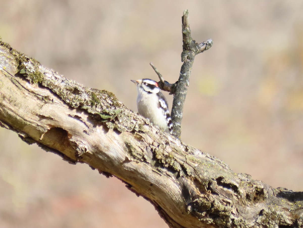 Downy Woodpecker - ML644674598