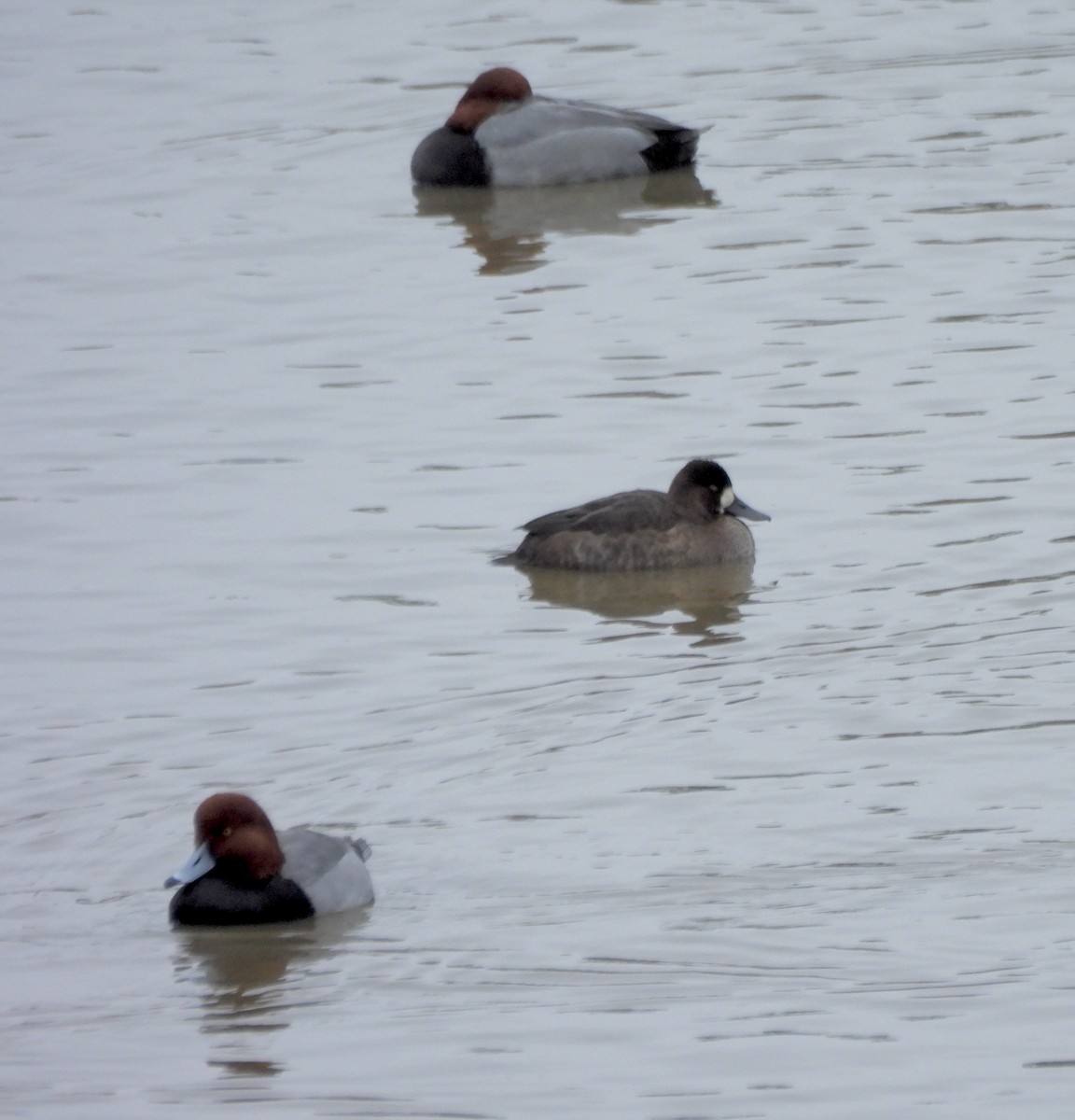 コスズガモ - ML644674599