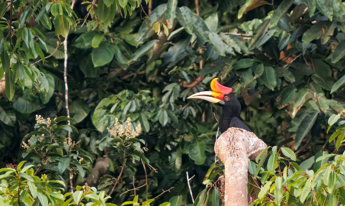 Rhinoceros Hornbill - ML644674600