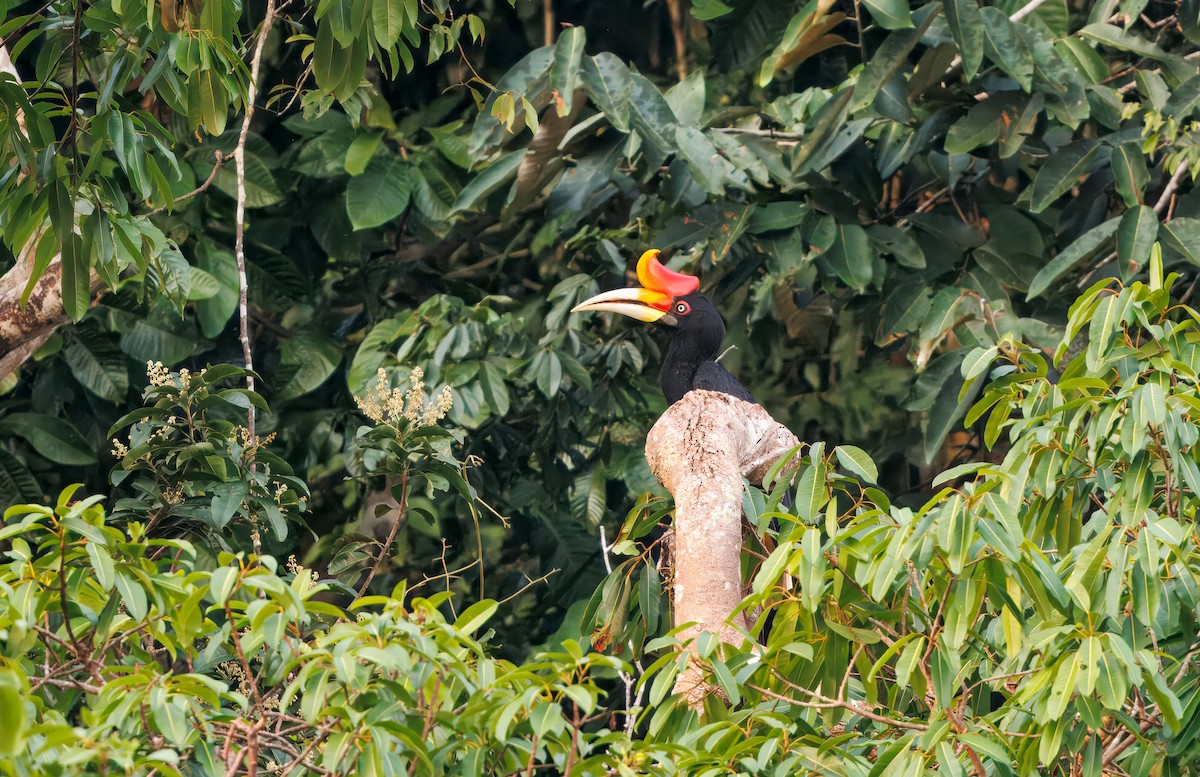 Rhinoceros Hornbill - ML644674602