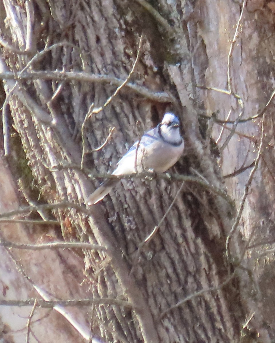 Blue Jay - ML644674604