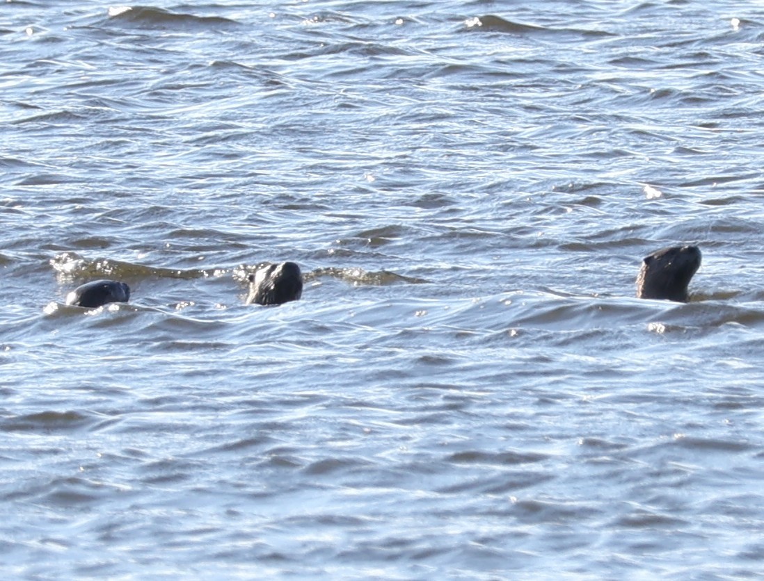 North American River Otter - ML644674621
