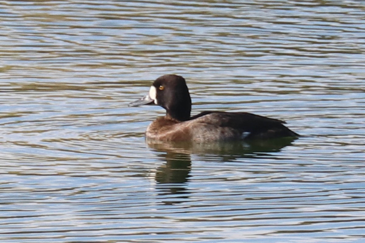 コスズガモ - ML644674633