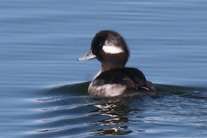 Гоголь-головастик - ML644674636