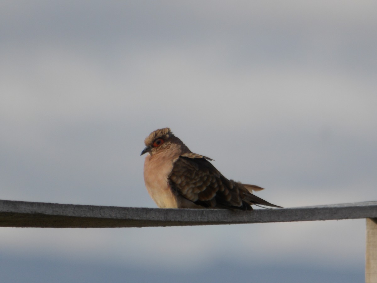 Colombe de Cécile - ML644674649