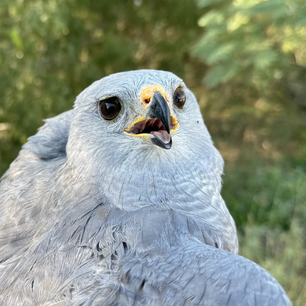 Gray Hawk - ML644674660