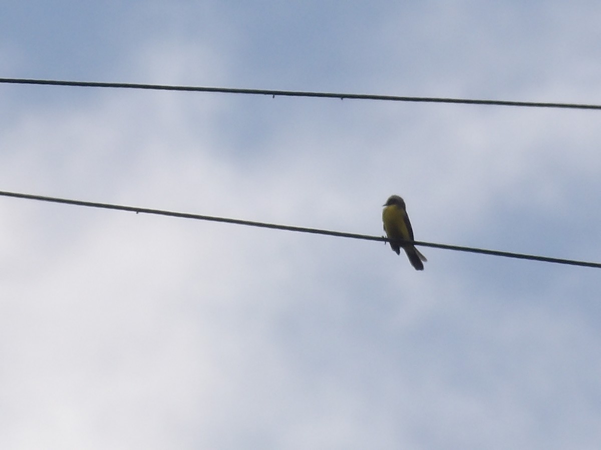 Rotscheitel-Maskentyrann [similis-Gruppe] - ML644674670