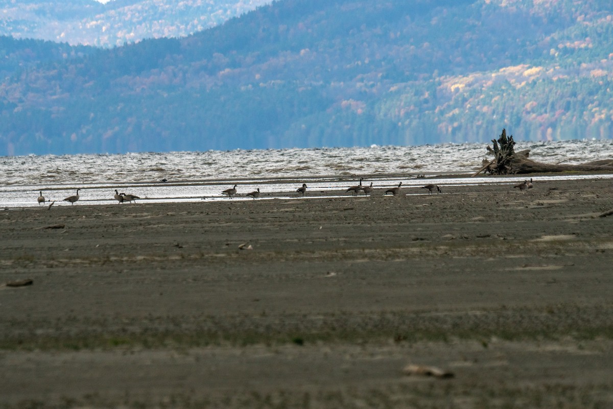 Bernache du Canada - ML644674675