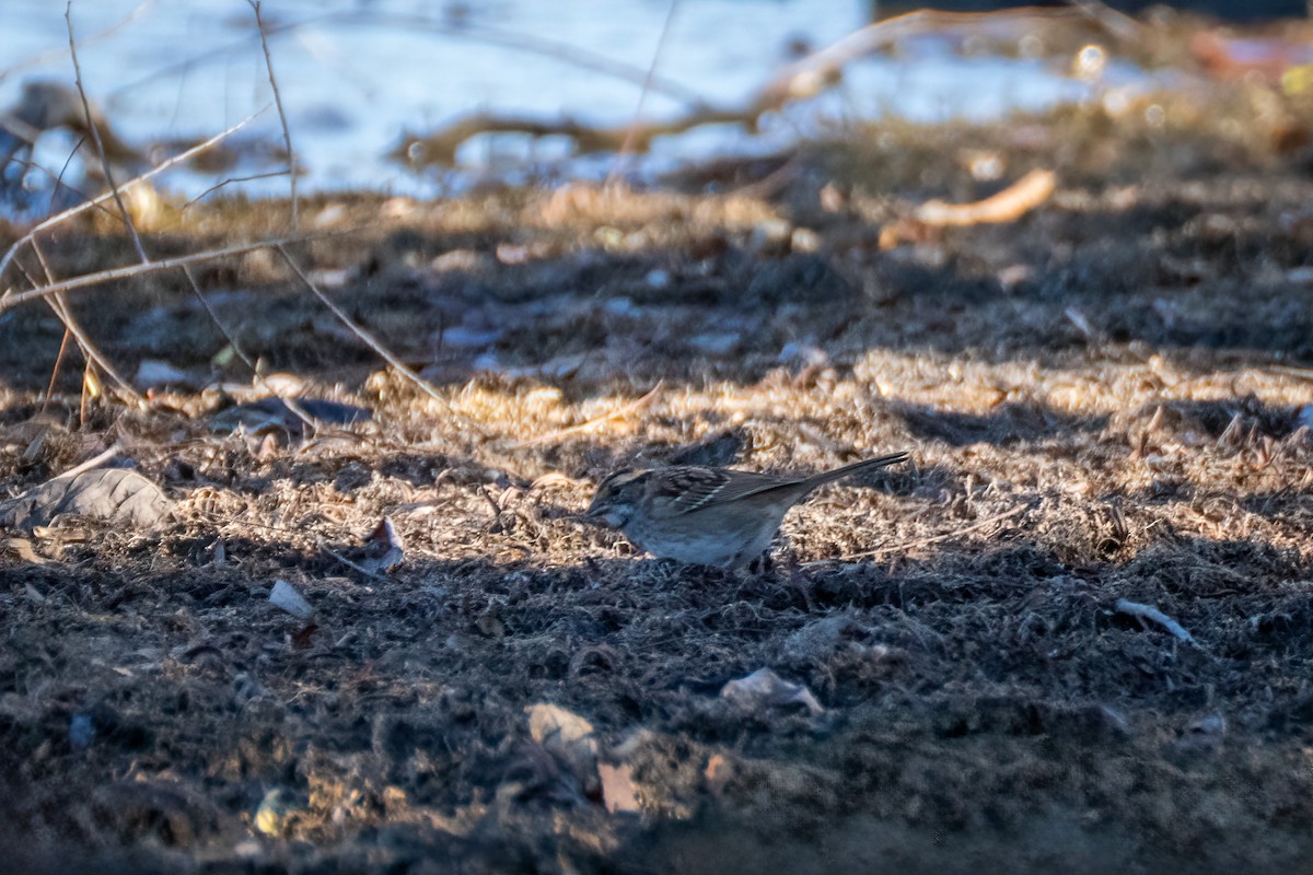 ノドジロシトド - ML644674676