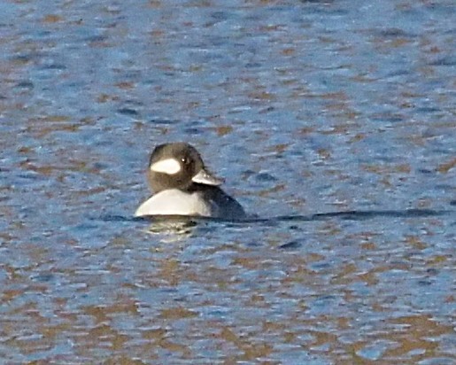 Гоголь-головастик - ML644674706