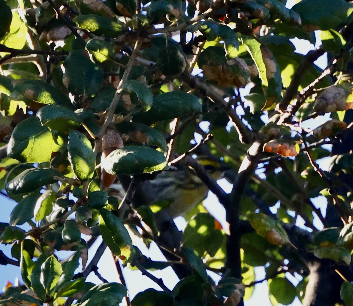 Townsend's Warbler - ML644674716
