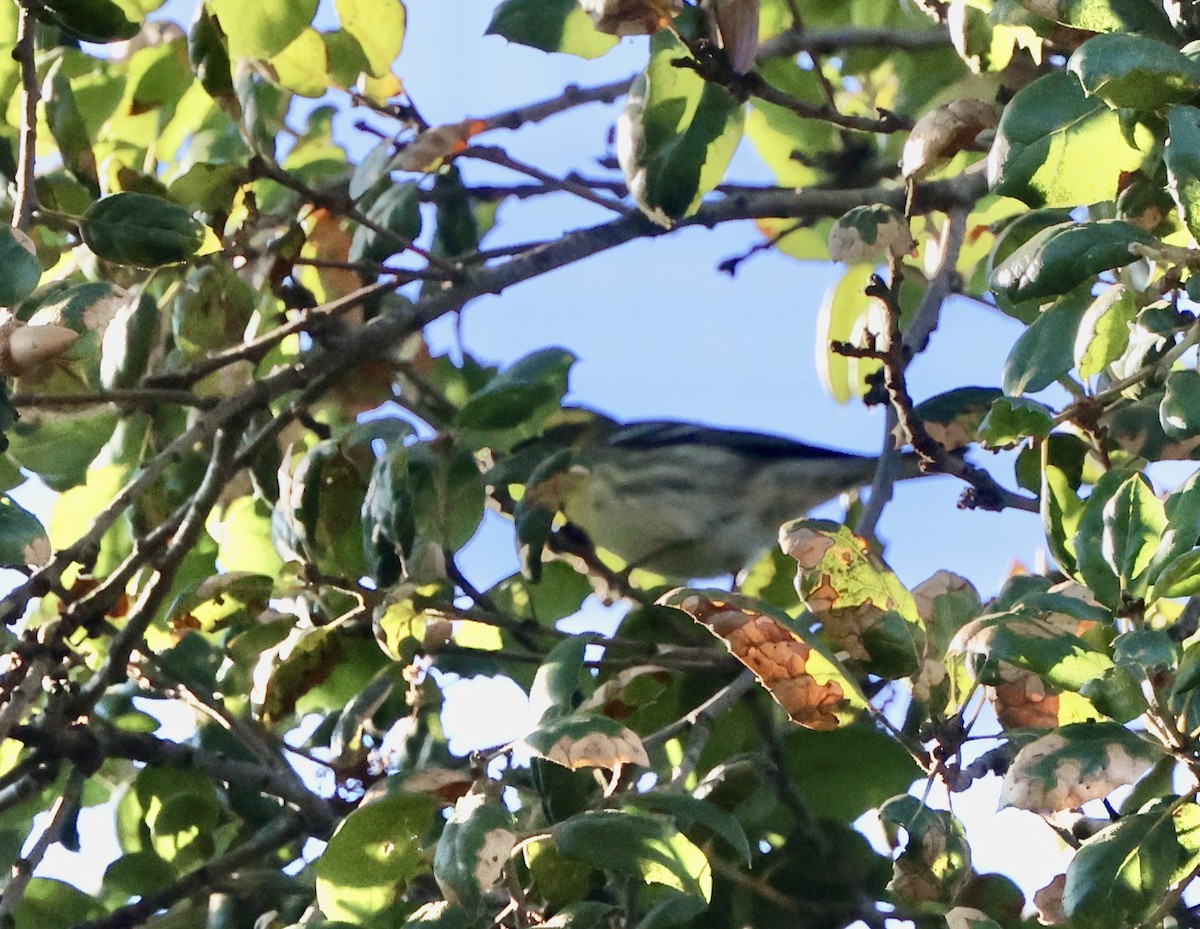 Townsend's Warbler - ML644674717