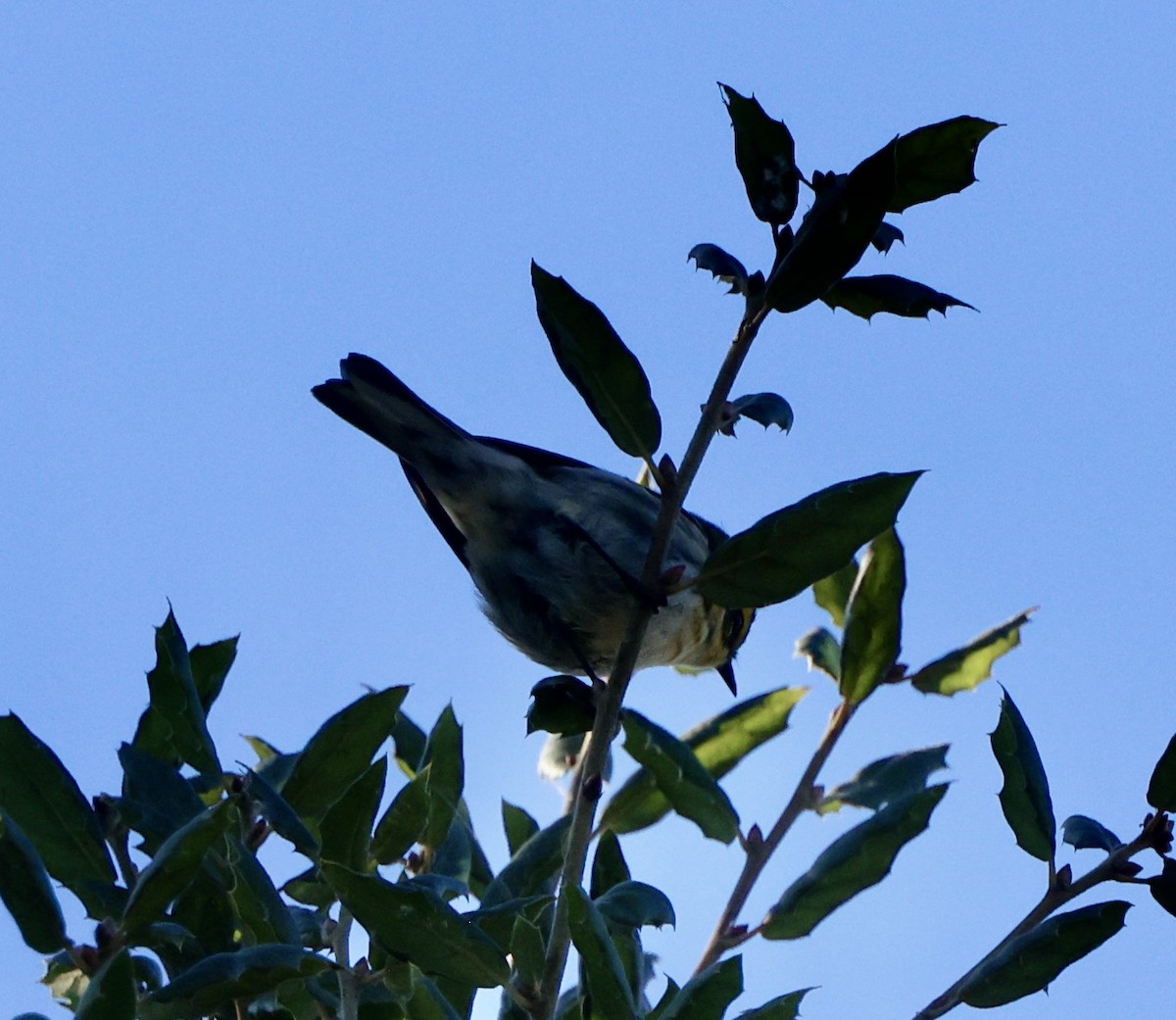 Townsend's Warbler - ML644674718
