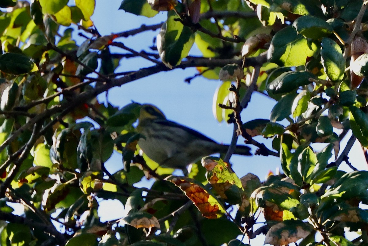 Townsend's Warbler - ML644674719