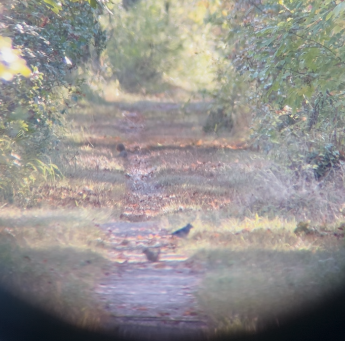 Blue Jay - ML644674730