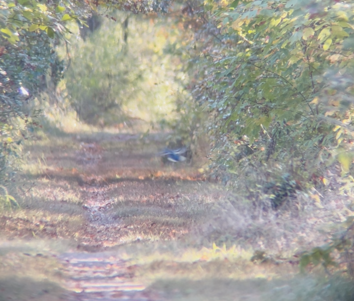 Blue Jay - ML644674731