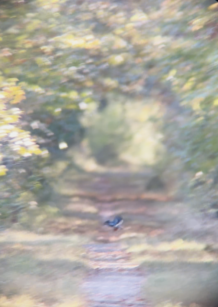 Blue Jay - ML644674732