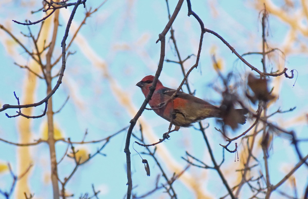 Pine Grosbeak - ML644674741