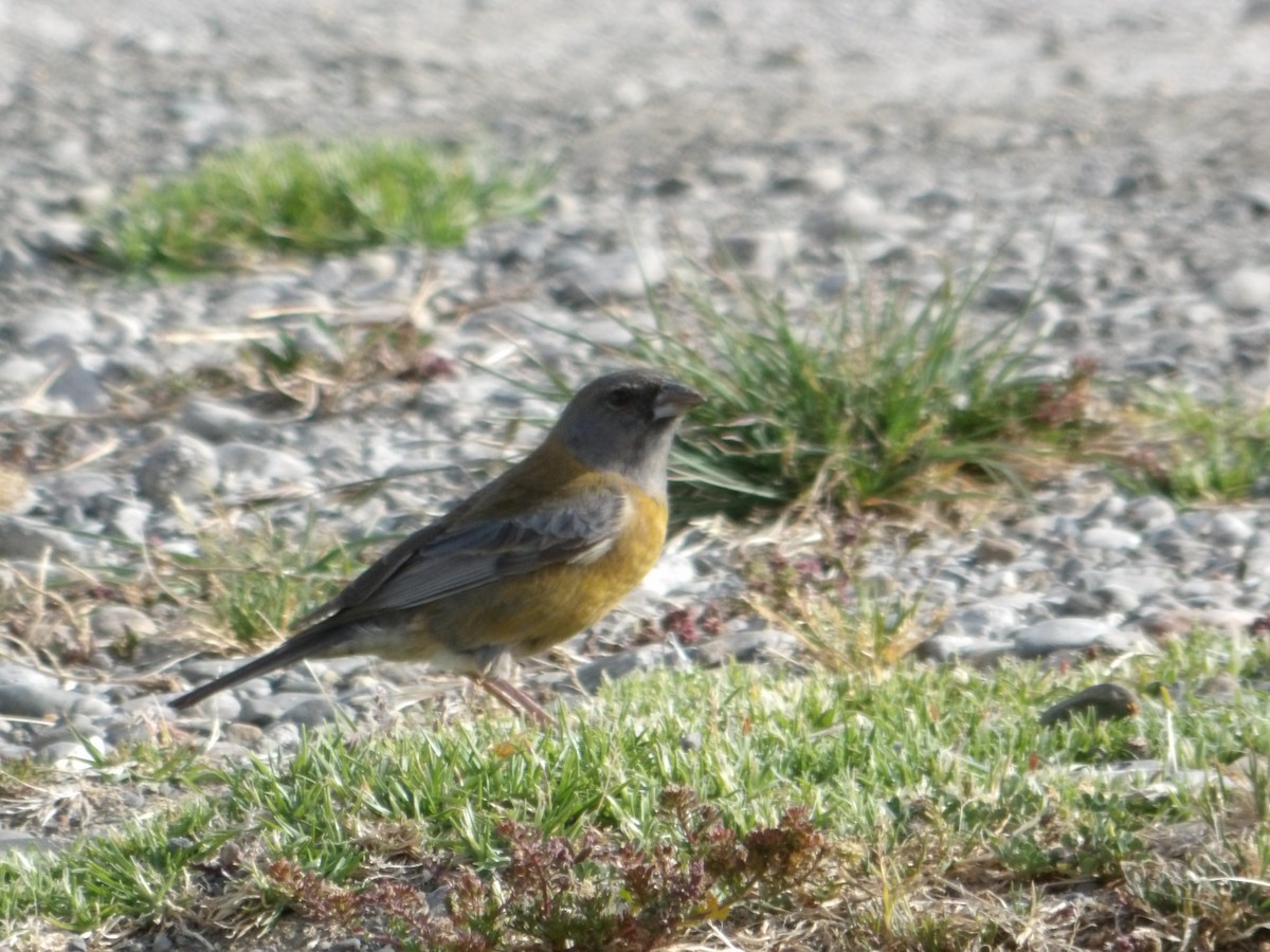 Phrygile du Pérou - ML644674742