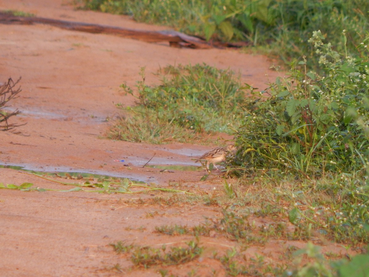 Jerdon's Bushlark - ML644674752